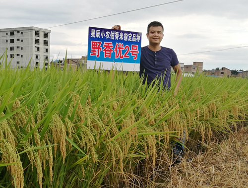 野香優(yōu)2號(hào)