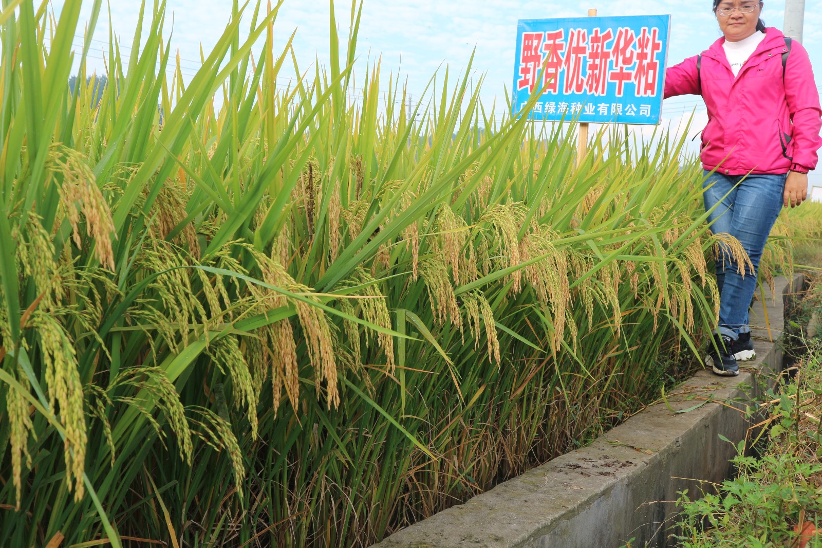 野香優(yōu)新華粘